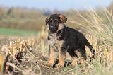 BERGER ALLEMAND 560